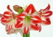 hippeastrum Spartacus (1)